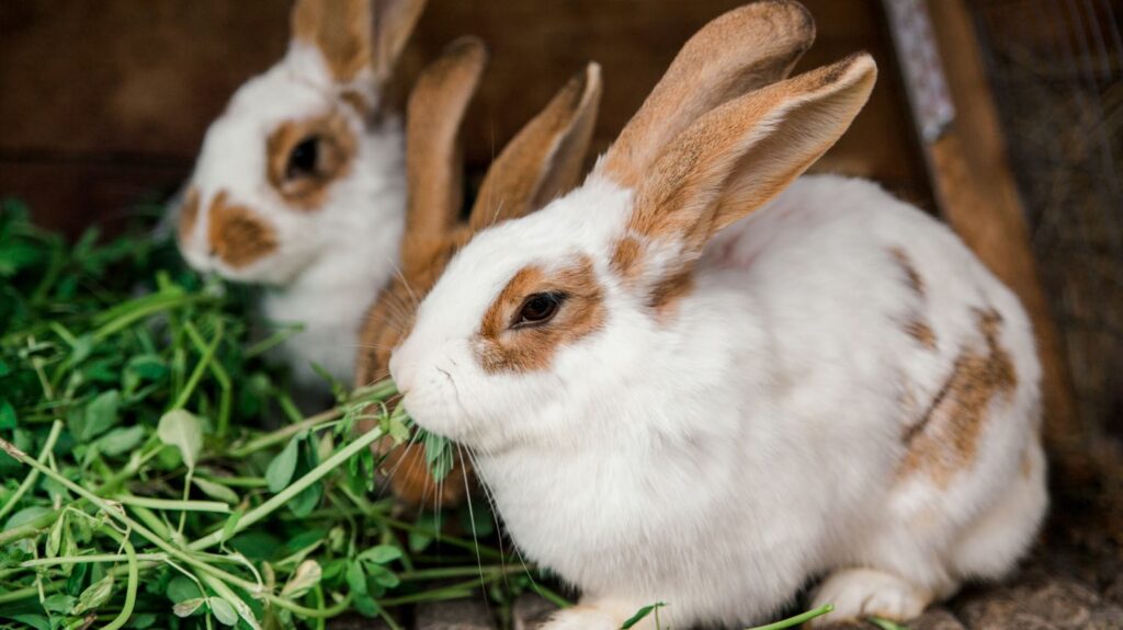 Kaninchen Erbsenflocken Vorteile Nachteile