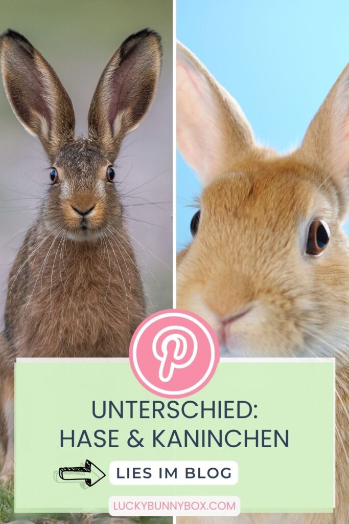 Hase Kaninchen Unterschied Pinterest